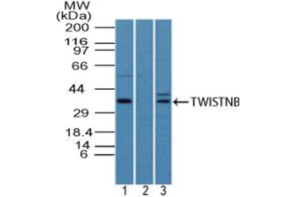 TWIST Neighbor anticorps  (AA 50-100)