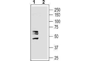 anti-MAS-Related GPR, Member D (MRGPRD) (AA 285-299), (Intracellular) antibody