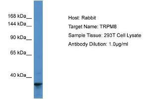 Host: Rabbit Target Name: TRPM8 Sample Type: 293T Whole Cell lysates Antibody Dilution: 1. (TRPM8 anticorps  (N-Term))