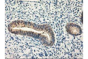 Image no. 6 for anti-Calpain 9 (CAPN9) antibody (ABIN1497092) (Calpain 9 anticorps)