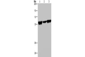 Western Blotting (WB) image for anti-Apoptosis Inhibitor 5 (API5) antibody (ABIN2431525) (Apoptosis Inhibitor 5 anticorps)