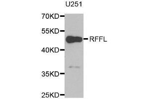 Western blot analysis of extracts of U251 cell line, using RFFL antibody.