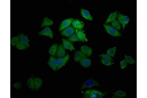 Immunofluorescence staining of Hela cells with ABIN7164649 at 1:200, counter-stained with DAPI.