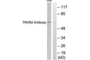 Western blot analysis of extracts from HT29 cells, using TRXR2 Antibody. (TXNRD2 anticorps  (AA 471-520))