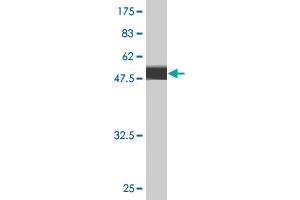 Western Blot detection against Immunogen (49.