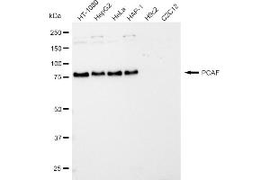 Western blotting analysis using PCAF antibody (ABIN7799154). (Recombinant KAT2B anticorps)
