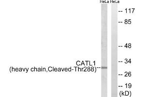 Western blot analysis of extracts from HeLa cells, treated with etoposide (25uM, 1hour), using CATL1 (heavy chain, Cleaved-Thr288) antibody. (CPT1C anticorps  (Cleaved-Thr288, Heavy Chain))