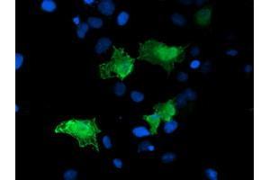 Image no. 1 for anti-Low Density Lipoprotein Receptor Adaptor Protein 1 (LDLRAP1) antibody (ABIN1496685) (LDLRAP1 anticorps)