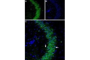 Expression of P2RY1 in mouse brain - Immunohistochemical staining of mouse hippocampus using Anti-P2Y1 Receptor (extracellular)-ATTO Fluor-488 Antibody (ABIN7043585), (1:80).