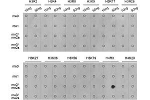 Dot-blot analysis of all sorts of methylation peptides using Asymmetric DiMethyl-Histone H4-R3 antibody (ABIN3016059, ABIN3016060, ABIN3016061, ABIN1680261 and ABIN6219537). (Histone H4 anticorps  (2meArg3))