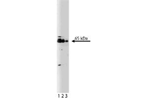 Western blot analysis of TLS on a Jurkat cell lysate.