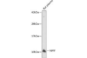 Western blot analysis of extracts of Rat plasma using NPFF Polyclonal Antibody at dilution of 1:500.