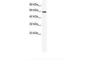 Image no. 1 for anti-DEAD (Asp-Glu-Ala-Asp) Box Polypeptide 5 (DDX5) (N-Term) antibody (ABIN202815) (DDX5 anticorps  (N-Term))