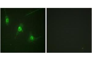 Immunofluorescence analysis of NIH-3T3 cells, using MSK1 (Phospho-Ser360) Antibody. (MSK1 anticorps  (pSer360))