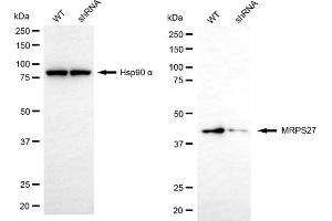 anti-Mitochondrial Ribosomal Protein S27 (MRPS27) antibody