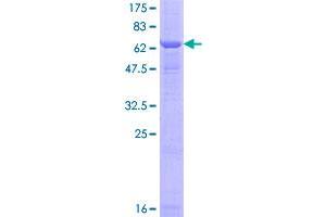 Image no. 1 for Sphingomyelin phosphodiesterase 2, Neutral Membrane (Neutral Sphingomyelinase) (SMPD2) (AA 1-423) protein (GST tag) (ABIN1320700)
