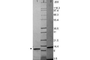 MIP-3a Human Cytokine - SDS-PAGE.