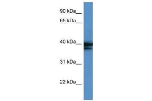 WB Suggested Anti-HNRPAB  Antibody Titration: 0. (HNRNPAB anticorps  (C-Term))