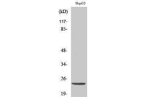 Western Blotting (WB) image for anti-ATP Synthase, H+ Transporting, Mitochondrial Fo Complex, Subunit D (ATP5H) (C-Term) antibody (ABIN3183436)