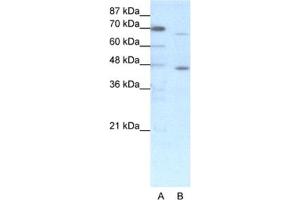 Western Blotting (WB) image for anti-Estrogen Receptor 2 (ESR2) antibody (ABIN2460264) (ESR2 anticorps)