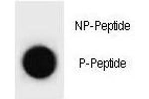 Dot blot analysis of phospho-p27Kip1 antibody.