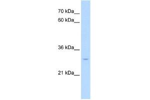 WB Suggested Anti-NR5A2 Antibody Titration:  0. (NR5A2 + LRH1 anticorps  (Middle Region))