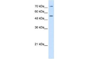 LBP antibody used at 0.