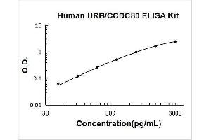 Coiled-Coil Domain Containing 80 (CCD80) ELISA Kit