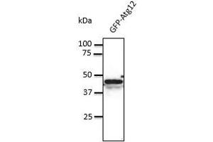 Anti-Atg12 Ab at 1/500 dilution, 293HEK teils transfected with GFP-Atg12, lysate at 100 µg per Iane, rabbit polyclonal to goat IgG (HRP) at 1/10,000 dilution,