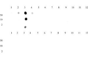 Histone H3K4me2 antibody (pAb) tested by dot blot analysis.