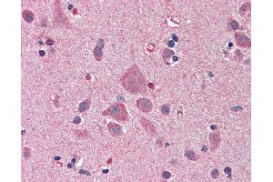 Anti-NDN / Necdin antibody IHC of human brain, cortex. (NDN anticorps  (AA 222-322))