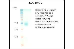 SDS-PAGE (SDS) image for Erythropoietin (EPO) (Active) protein (ABIN5509957) (EPO Protéine)