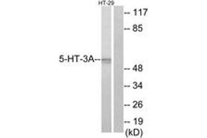 Western blot analysis of extracts from HT-29 cells, using 5-HT-3A Antibody. (Serotonin Receptor 3A anticorps  (AA 161-210))