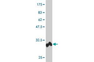 Western Blot detection against Immunogen (29.