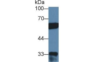 Western Blot; Sample: Human Hela cell lysate; Primary Ab: 2µg/ml Rabbit Anti-Human PTBP1 Antibody Second Ab: 0.