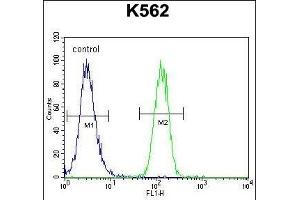 FOXI3 Antibody (Center) (ABIN655439 and ABIN2844973) flow cytometric analysis of K562 cells (right histogram) compared to a negative control cell (left histogram). (FOXI3 anticorps  (AA 157-186))