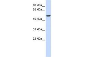 Image no. 1 for anti-Cytochrome B-561 (CYB561) (AA 72-121) antibody (ABIN6743079) (CYB561 anticorps  (AA 72-121))