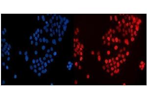 IF analysis of MAFF using anti-MAFF antibody (ABIN7599317). (MafF anticorps  (AA 1-37))