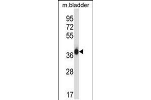 Western blot analysis in mouse bladder tissue lysates (35ug/lane). (EIF2S1 anticorps  (N-Term))