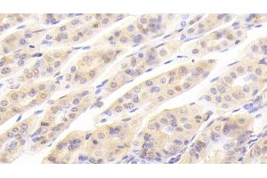 Detection of GAL2 in Mouse Stomach Tissue using Polyclonal Antibody to Galectin 2 (GAL2) (Galectin 2 anticorps  (AA 1-130))