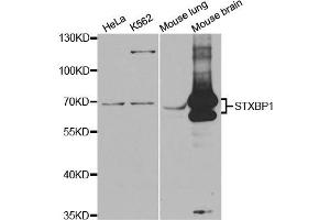 Western Blotting (WB) image for anti-Syntaxin Binding Protein 1 (STXBP1) antibody (ABIN1876608) (STXBP1 anticorps)