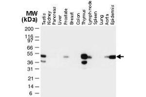Western blot analysis of TRAF1 in normal human tissues.