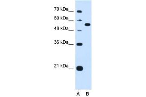 LMAN1 antibody used at 1.