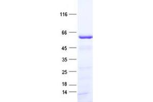 Validation with Western Blot (ATHL1 Protein (His tag))