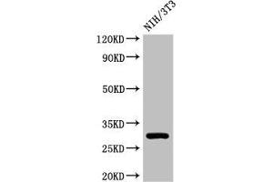 Western Blot Positive WB detected in: NIH/3T3 whole cell lysate All lanes: HLA-DQB1 antibody at 3 μg/mL Secondary Goat polyclonal to rabbit IgG at 1/50000 dilution Predicted band size: 30 kDa Observed band size: 30 kDa (HLA-DQB1 anticorps  (AA 128-175))