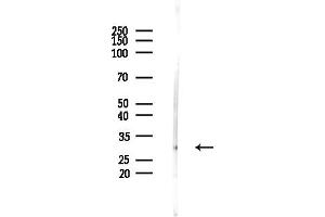 Western blot analysis of lysates from Mouse testis, using APCS Antibody at 1/1000 dilution.