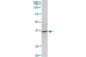AVEN monoclonal antibody (M08), clone 2B10.