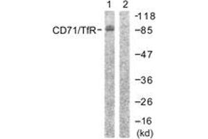 Western blot analysis of extracts from 293 cells, treated with PMA 125ng/ml 30' , using CD71/TfR (Ab-24) Antibody. (Transferrin Receptor anticorps  (AA 15-64))