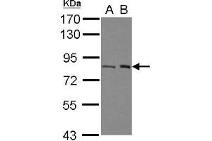 Western Blotting (WB) image for anti-Chromosome 7 Open Reading Frame 27 (C7orf27) (N-Term) antibody (ABIN1493995) (BAAT1 anticorps  (N-Term))