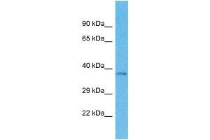 Western Blotting (WB) image for anti-Olfactory Receptor, Family 4, Subfamily M, Member 1 (OR4M1) (C-Term) antibody (ABIN2774564) (OR4M1 anticorps  (C-Term))